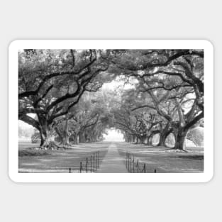 Brick Path Through Alley Of Oak Trees Sticker